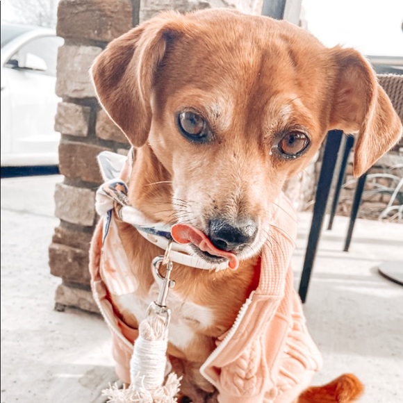 Meet your Posher, Rylee - Picture 1 of 1